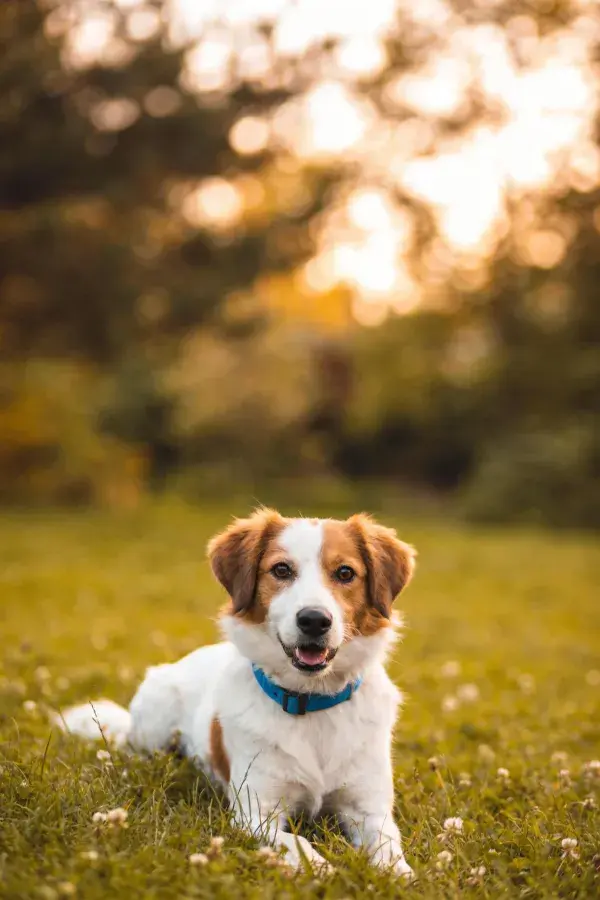短毛混血犬于草地休憩