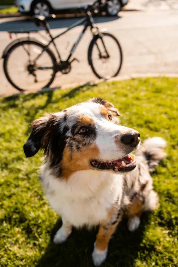 澳大利亚牧羊犬于草坪上抬头