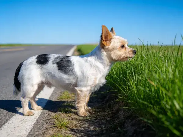 路边草丛旁的小型混血犬
