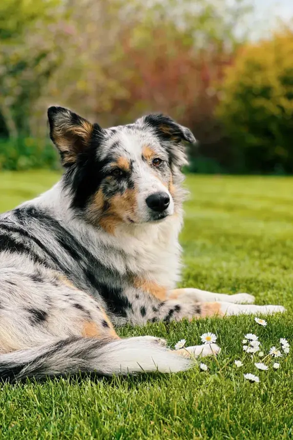 青灰白相间澳大利亚牧羊犬于草地休憩