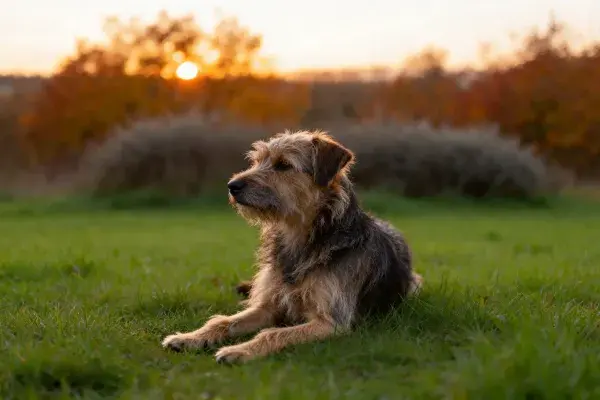 边境梗犬在草地日落场景中