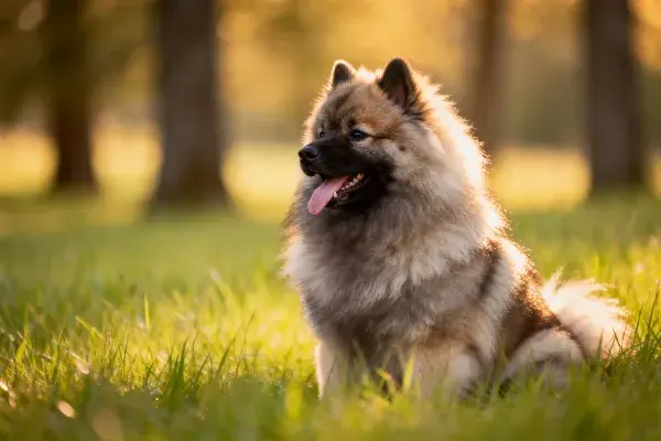 阳光草地上的凯利蓝梗犬照片