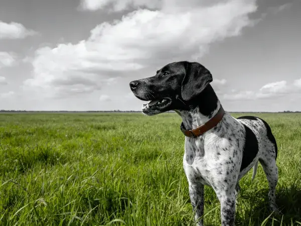 德国短毛指示猎犬在草地上凝视远方