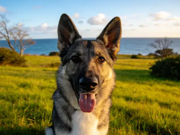 海滨草地上的德国牧羊犬