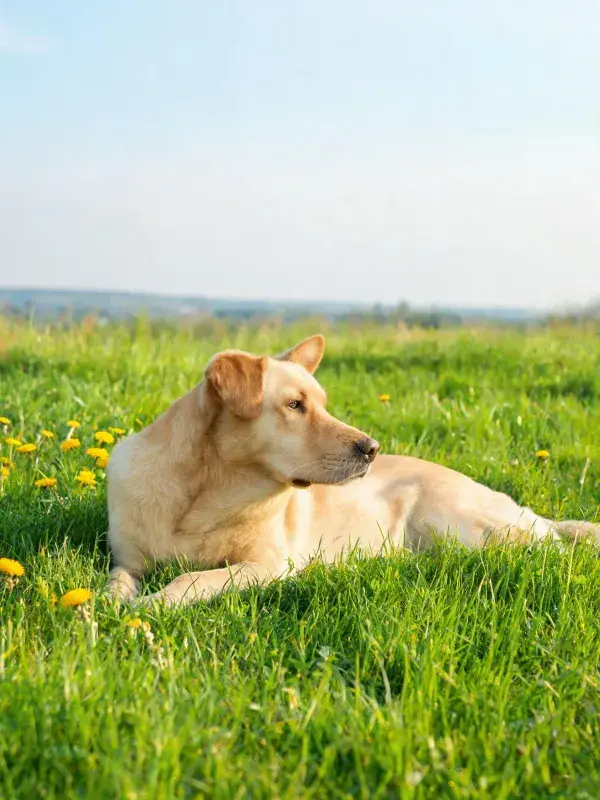黄色拉布拉多猎犬卧于草地