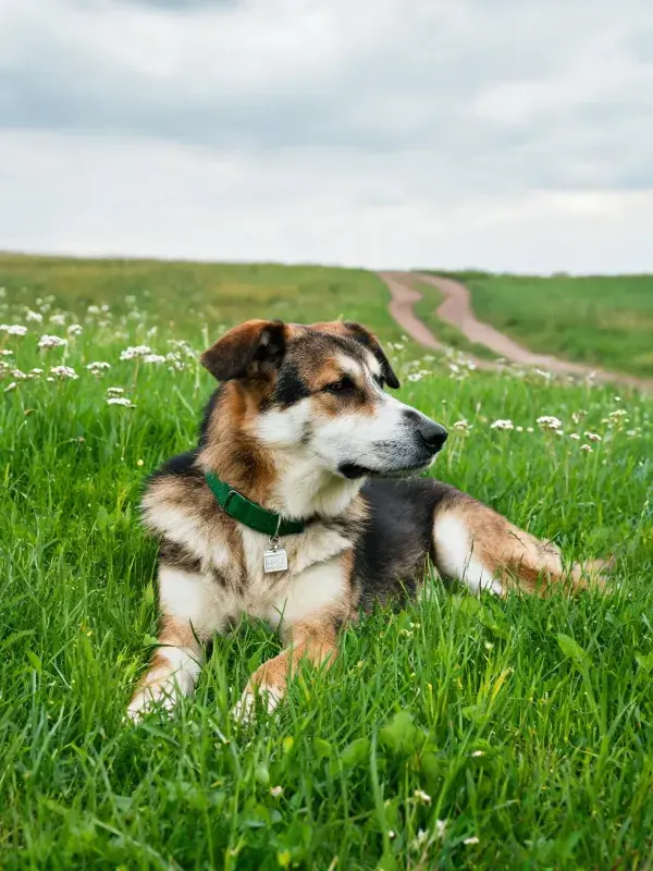 青草地上多色混种犬的特写