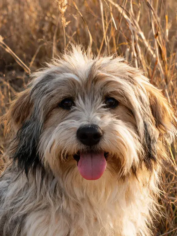 干燥草原上长毛混种犬的特写