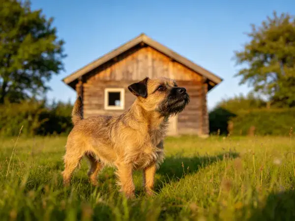 草地中边境梗犬与木质小屋的场景特写