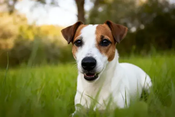 杰克罗素梗犬在草地上休憩
