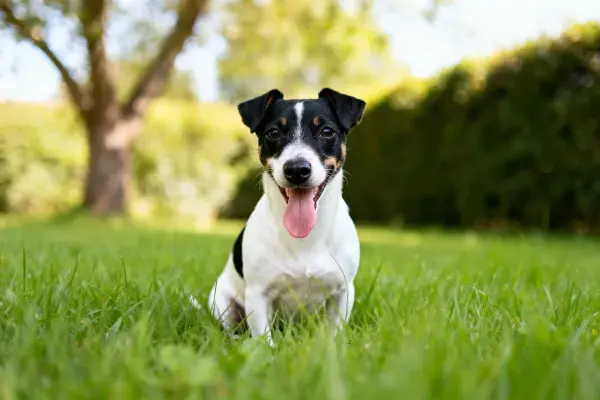 杰克罗素梗犬坐立在绿色草坪
