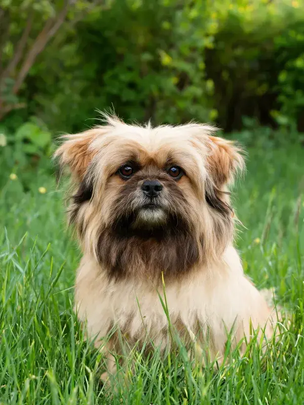 青草地上安静坐立的藏獒类小型犬
