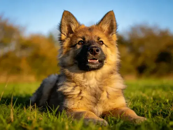 草地上的德国牧羊犬幼崽