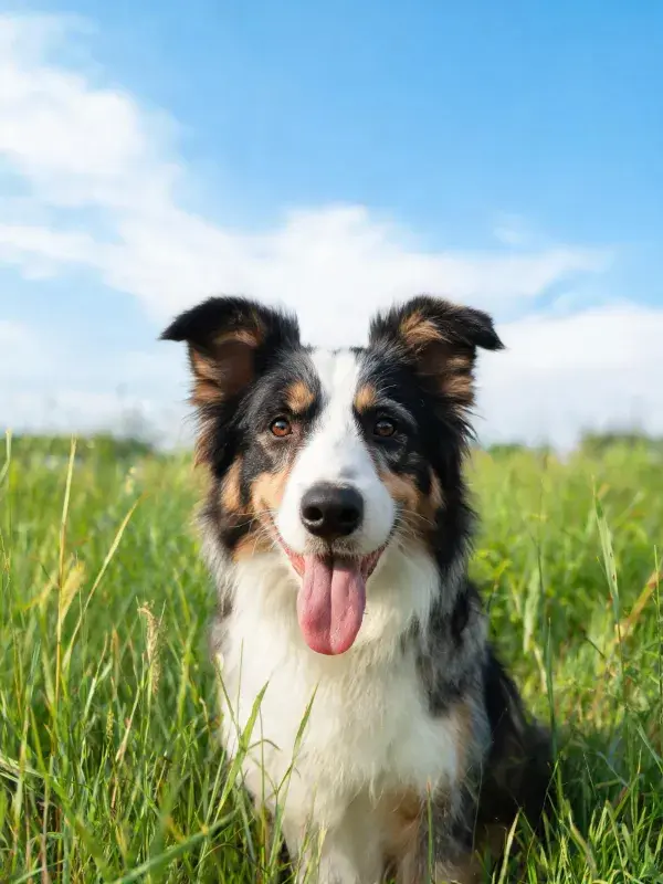 草地中黑白棕相间的边境牧羊犬特写