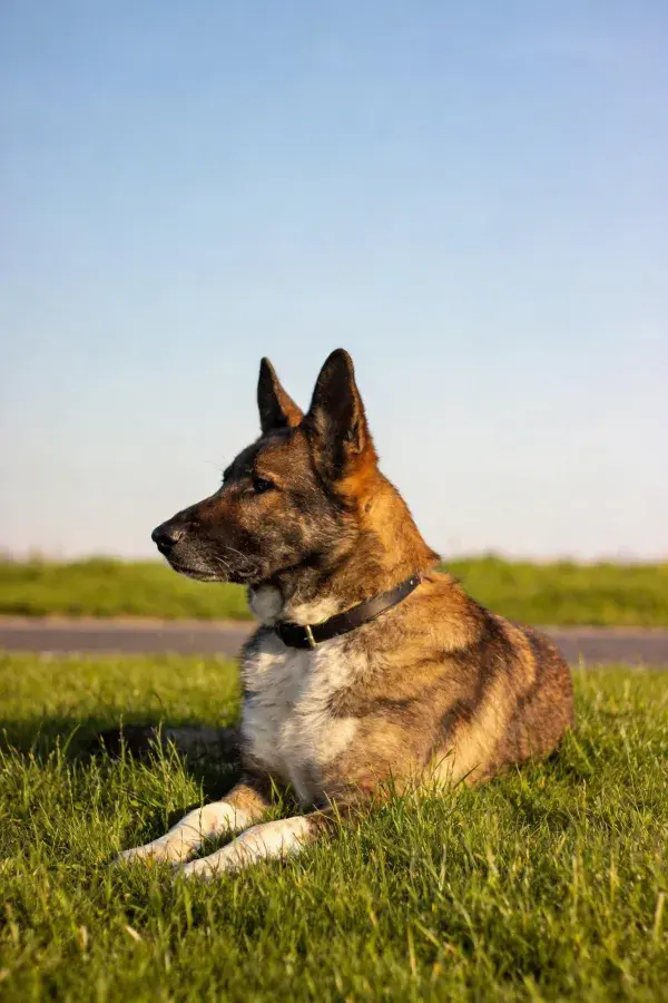 阳光草地上的德国牧羊犬