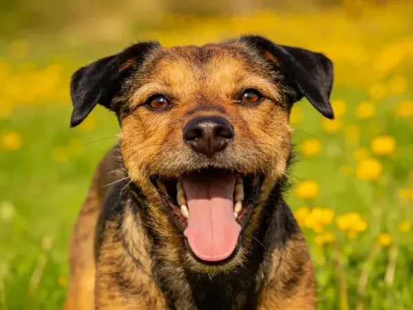 草地中边境梗混种犬张嘴状态特写