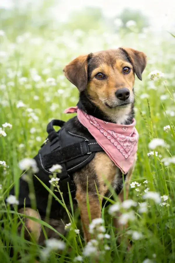 花草间戴粉色围巾的混种犬