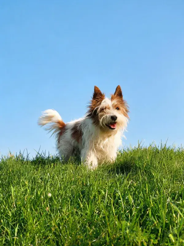 绿草地上的棕白相间小型犬特写