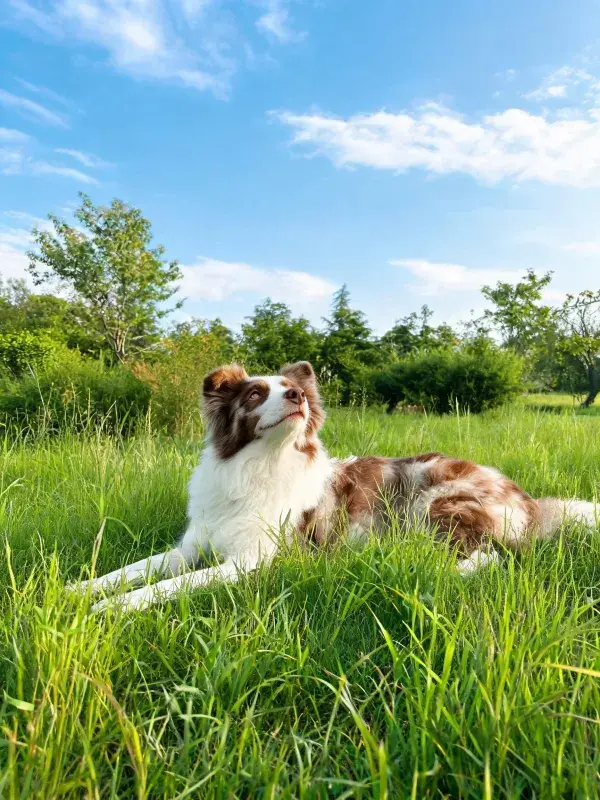 红白相间边境牧羊犬静卧草地场景