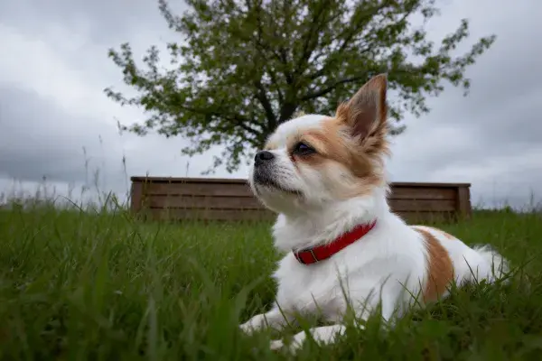 吉娃娃犬草地休憩场景