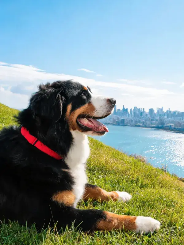 城市景观前的草地上伯恩山犬