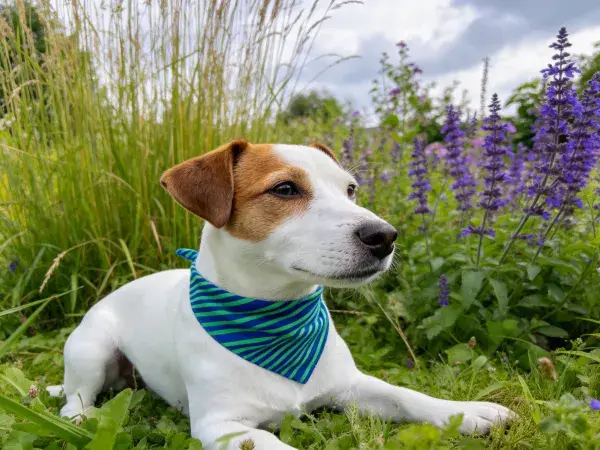 户外花园中杰克罗素梗犬的特写镜头