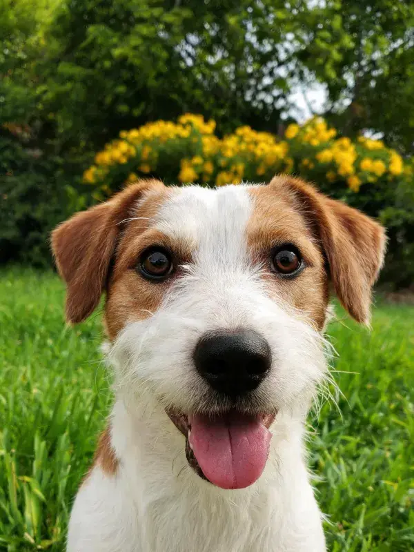 阳光草地上的杰克罗素梗犬特写