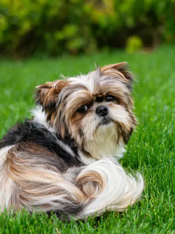 草地上的长毛混血犬特写