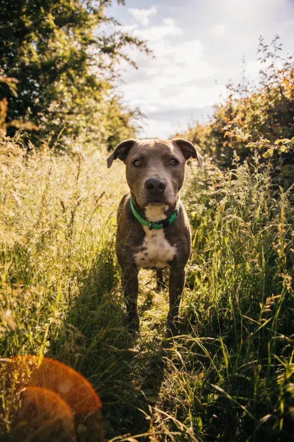阳光明亮的草地上的比特犬