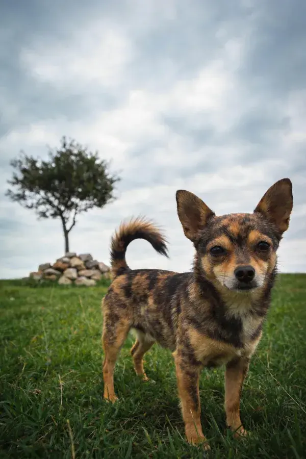 草地石堆旁的短毛混血犬特写场景
