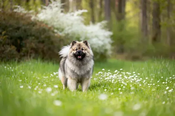 凯士兰德犬在林间草地的特写