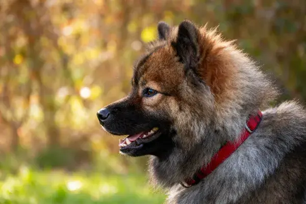 荷兰狮犬户外特写镜头