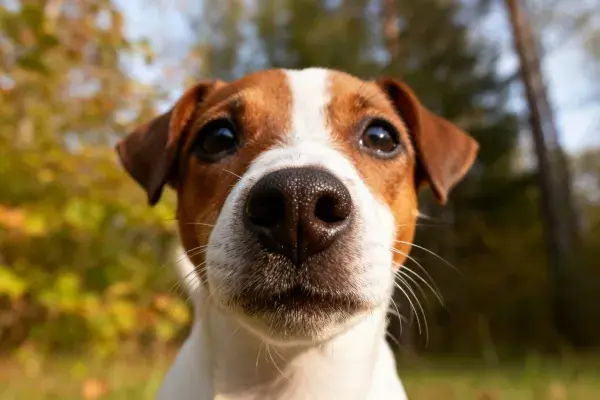 杰克罗素梗犬近景特写于树林前