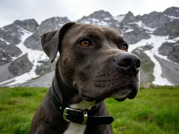 山地环境中卡斯罗犬特写