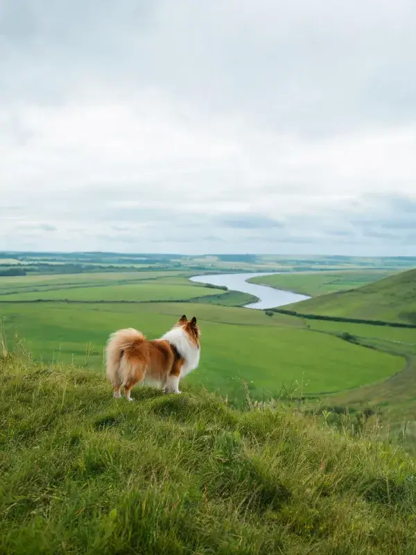 山坡上边境牧羊犬眺望开阔景观