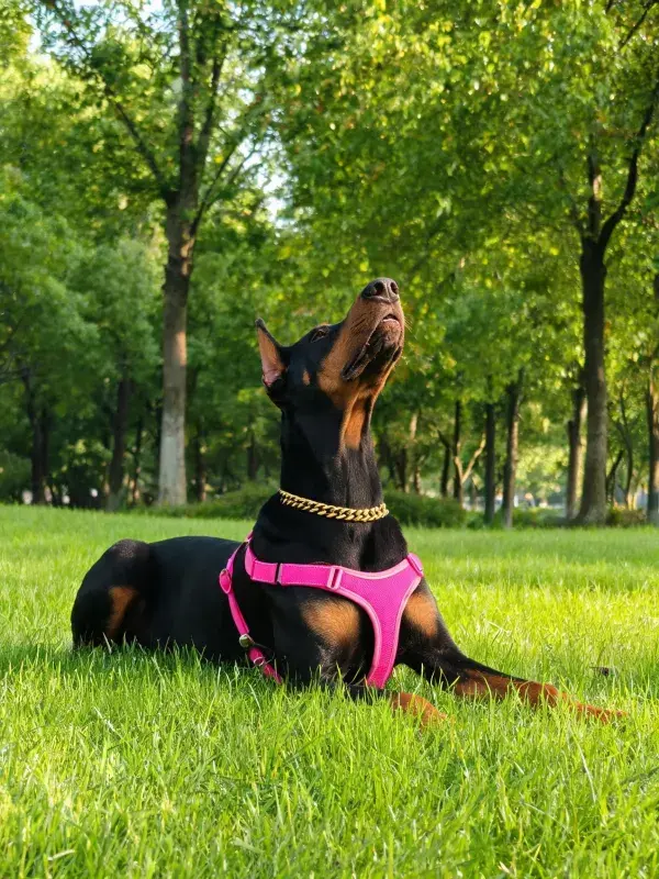 公园草坪上杜宾犬躺卧姿态
