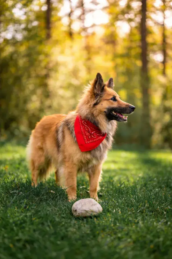德国牧羊犬于林间草地上