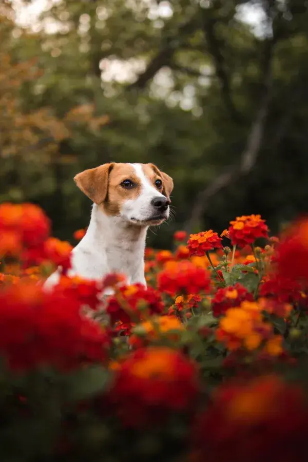 鲜花丛中的杰克罗素梗犬特写