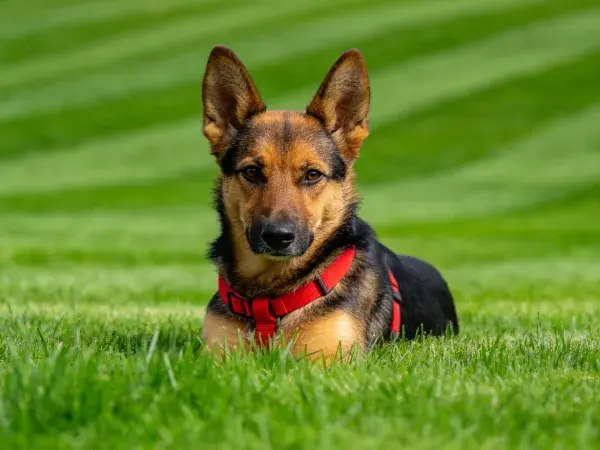 德国牧羊犬于草地场景的特写