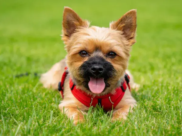 凯恩梗犬草地躺卧特写