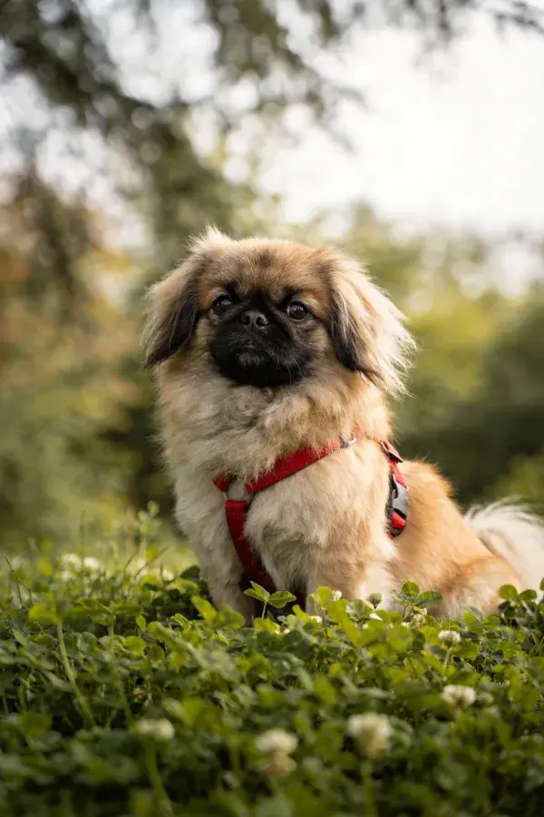 阳光下草地里的北京犬