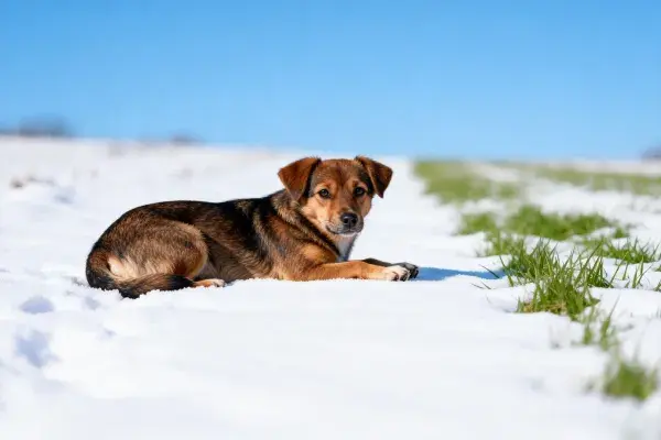 雪地草甸中躺卧的中型混血工作犬