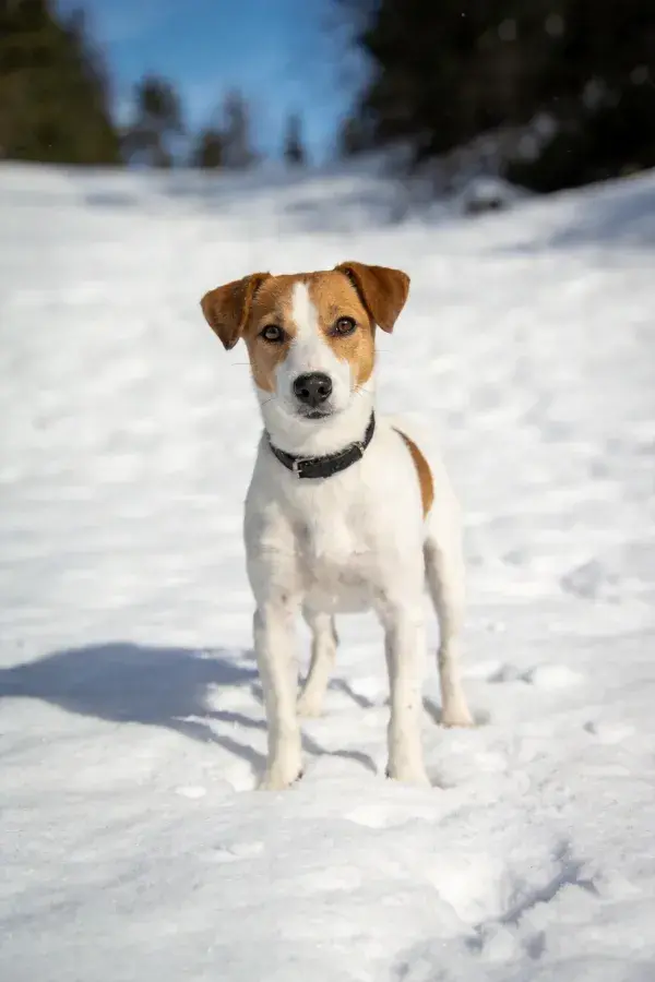 雪地中站立的白棕杰克罗素犬特写