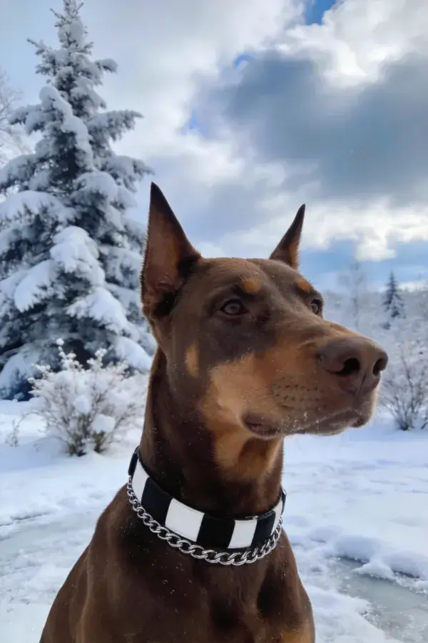 雪地雪景中佩戴黑白项圈的杜宾犬