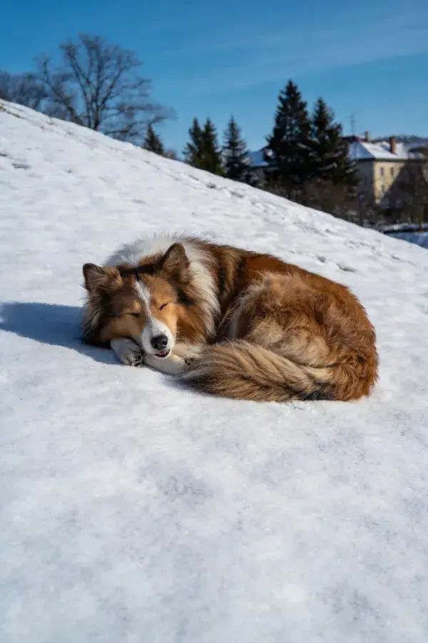 雪坡上休憩的边境牧羊犬