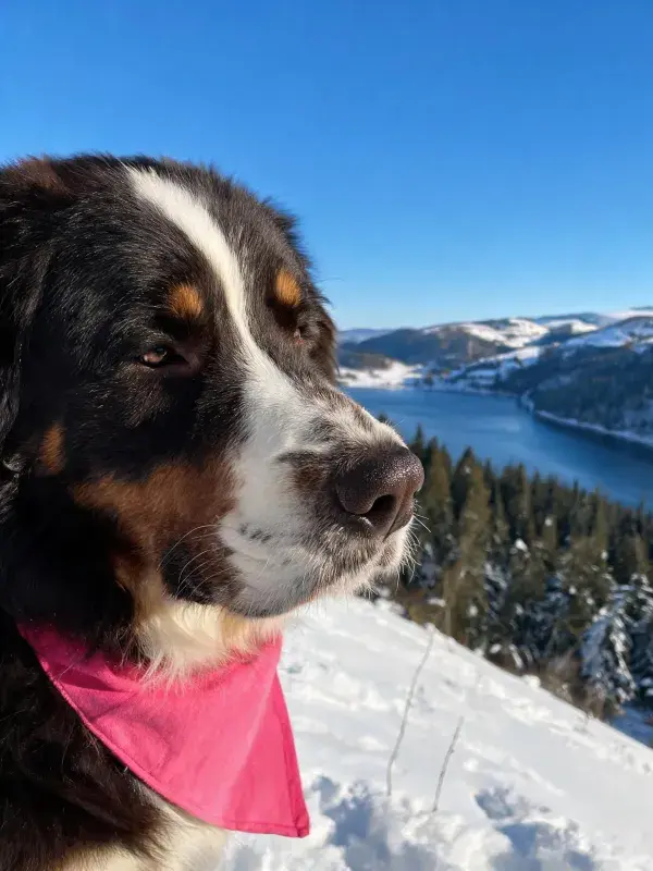 雪地风光中伯恩山犬的特写