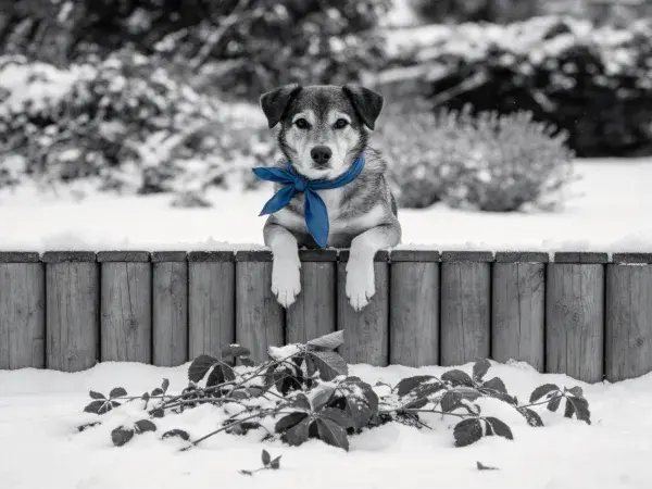 雪地围栏旁的中型混血犬