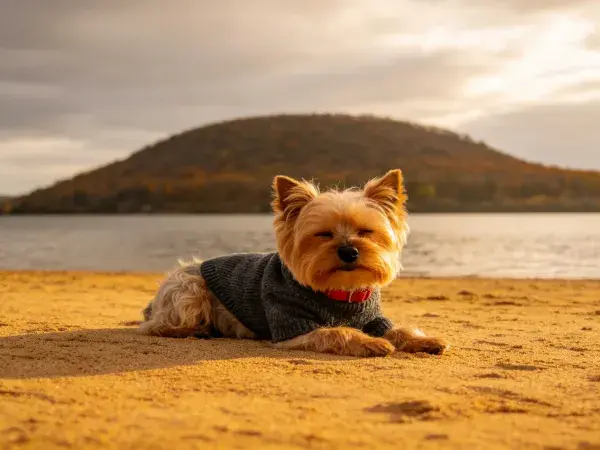 沙滩上约克夏梗犬休息场景