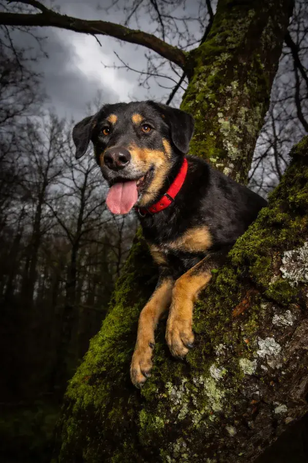 森林苔藓树干上的黑棕色混血犬