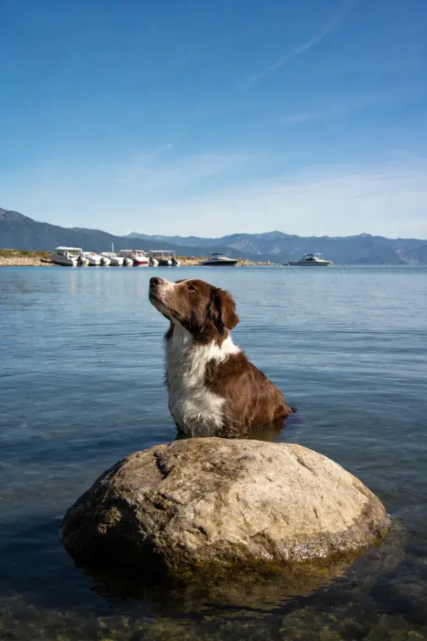 棕白相间的边境牧羊犬站在水中岩石旁
