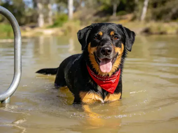 黑棕色短毛混种犬戏水场景